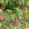 Fuchsia x 'Bernisser Hardy' fleur